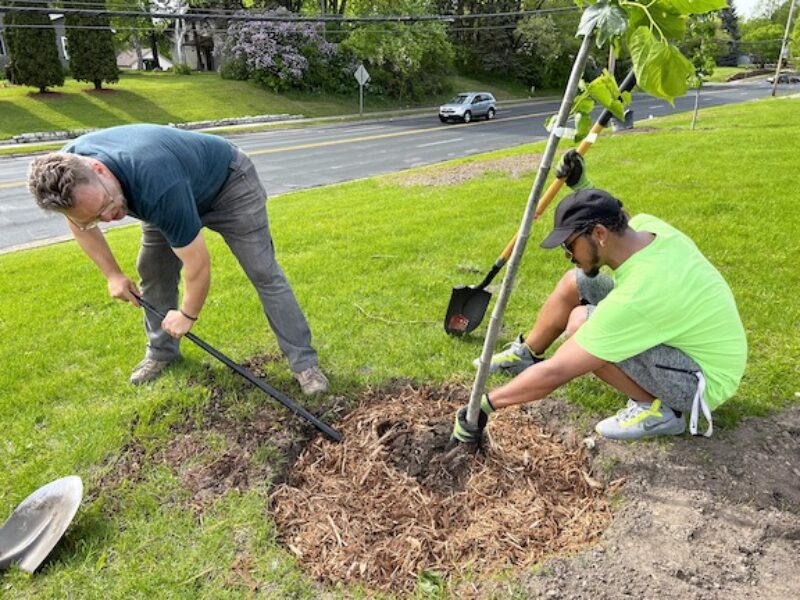 two men tree planting