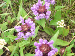 Self-heal blooming