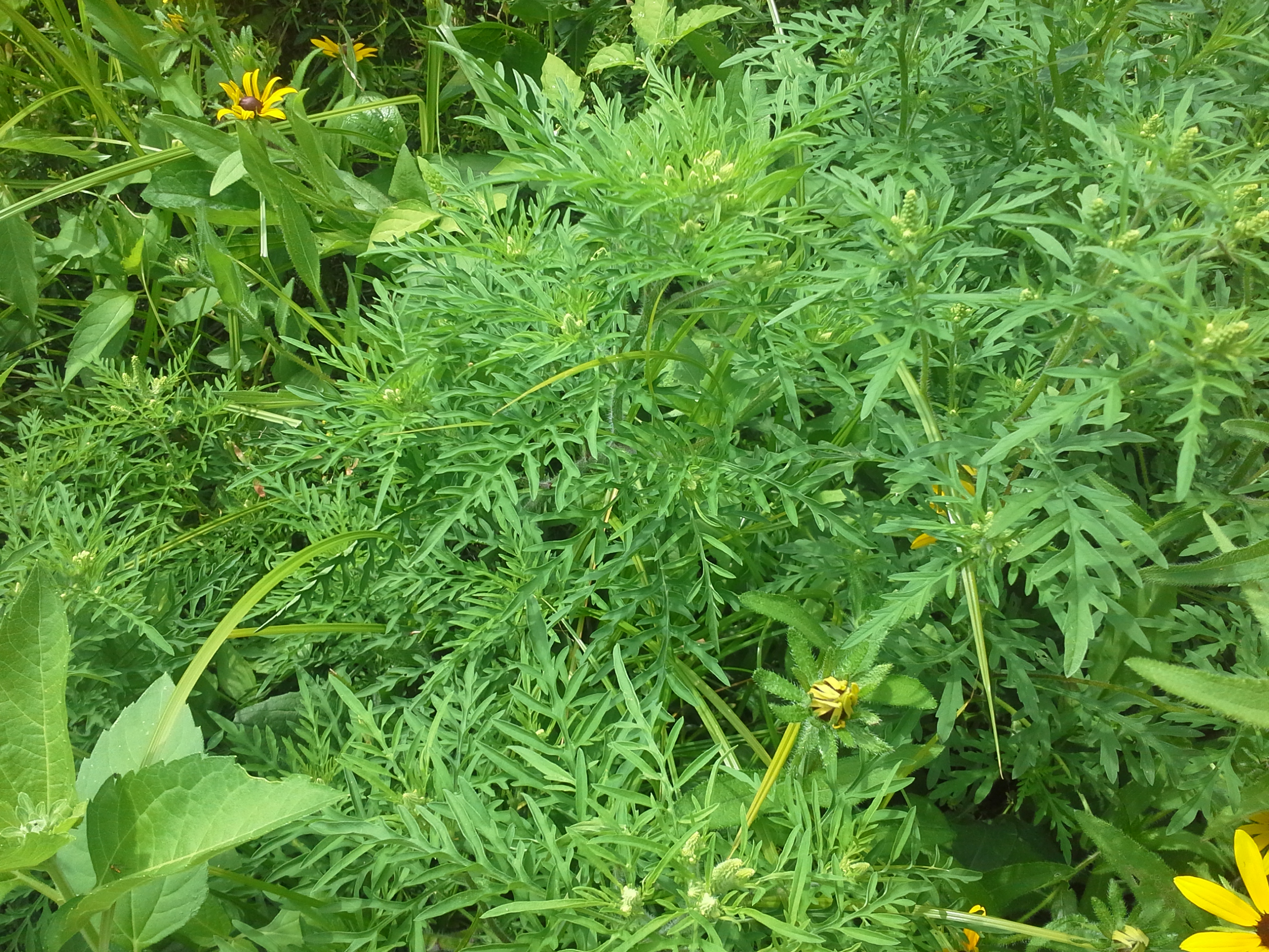 Common Ragweed Flower