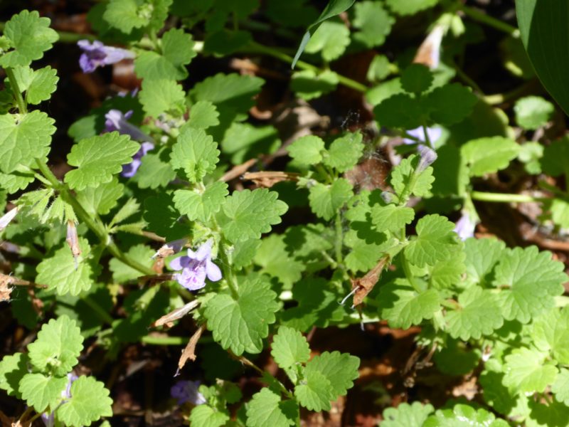 Creeping Charlie: Weeds to Watch This Week | Metro Blooms