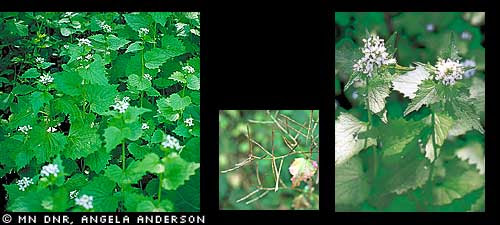 Garlic mustard (Alliaria petiolata)