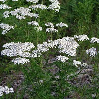 Yarrow Metro Blooms