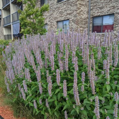 large clump of lush blooming purple flowers in front of apartment building