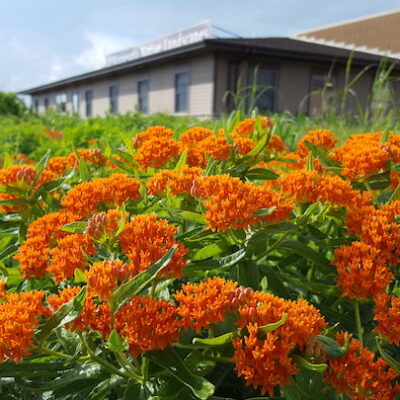 orange flowers in field, building in back