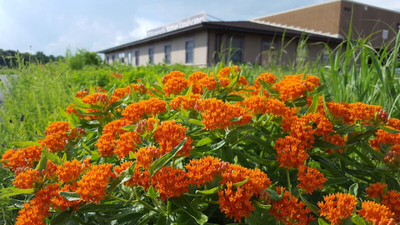 orange flowers in field, building in back
