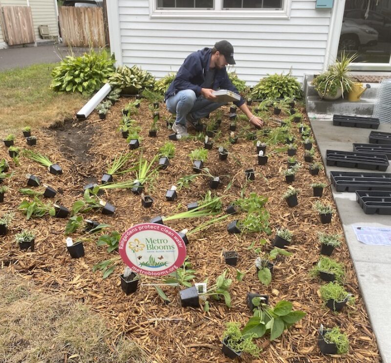 Laying out plants in a raingarden