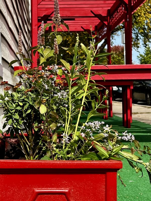 red planter with native flowers near red pergola