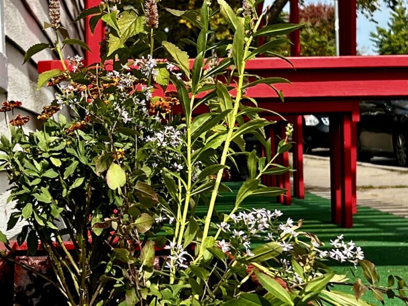 red planter with native flowers near red pergola
