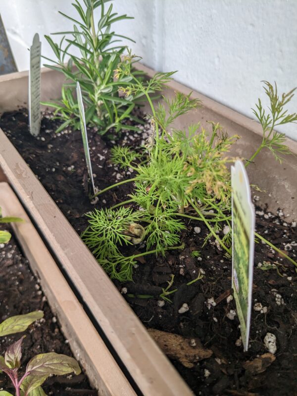 newly planted plants in planter