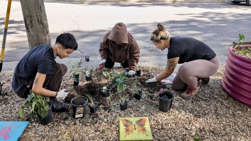 Three people squatting and planting plants