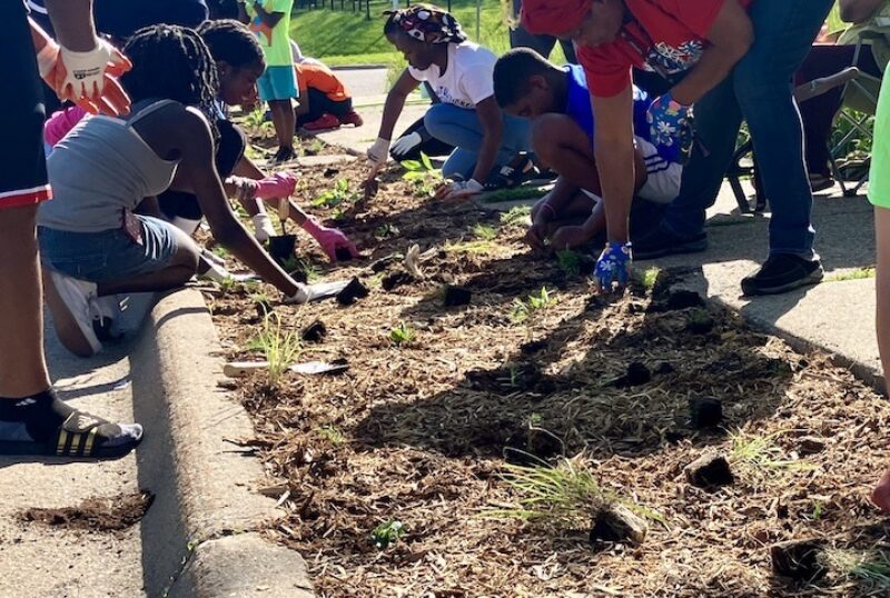 People planting plants in a boulevard garden