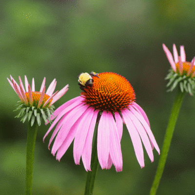 bee on cone flower