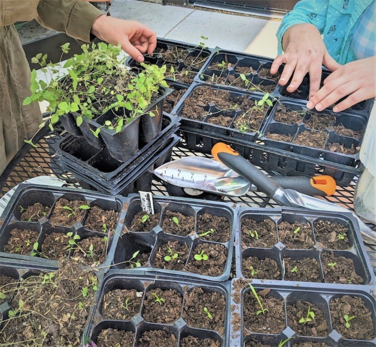 Low-Cost and Accessible Gardening Resources | Metro Blooms