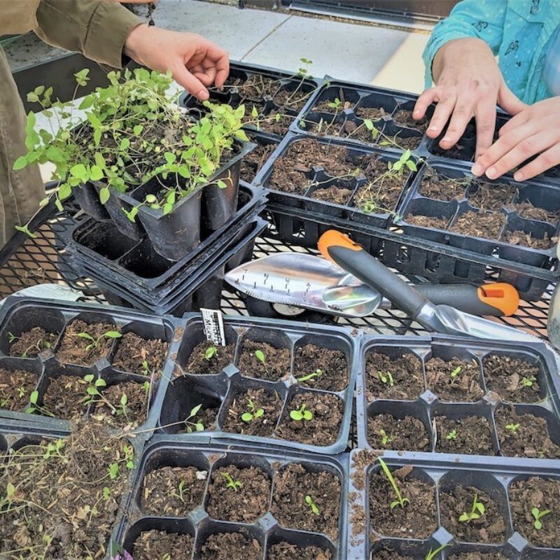Low-Cost + Accessible Gardening