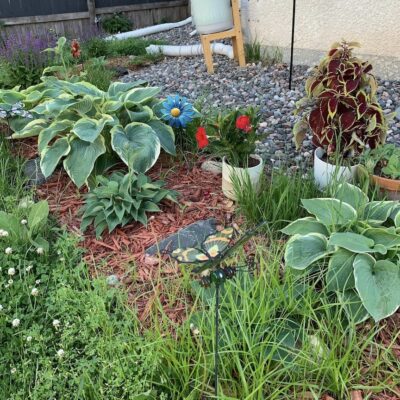 Front yard garden with hostas and other plants