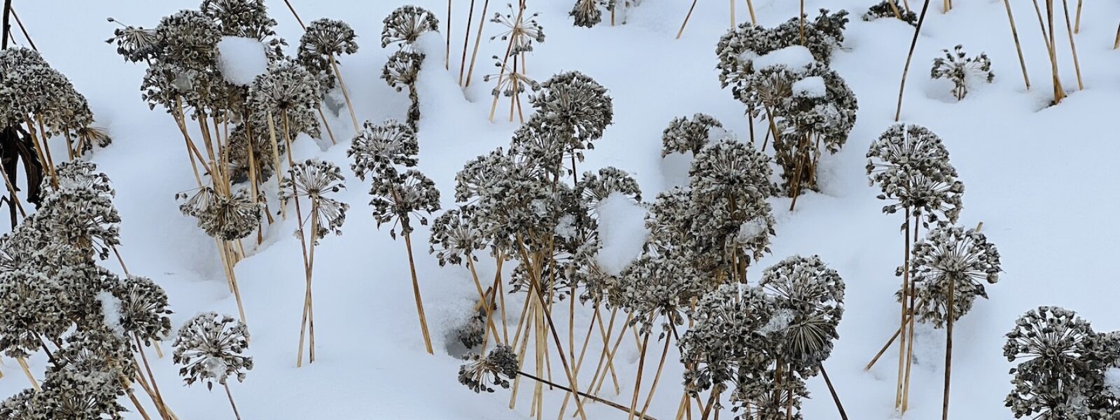 flower seed heads in snowy landscape