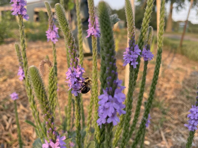 Bee on flower