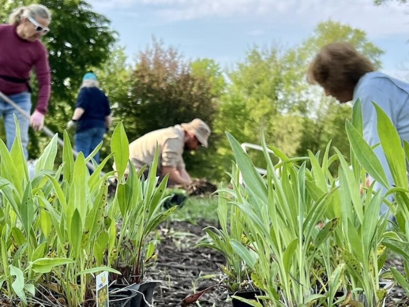 People planting with plants in foreground