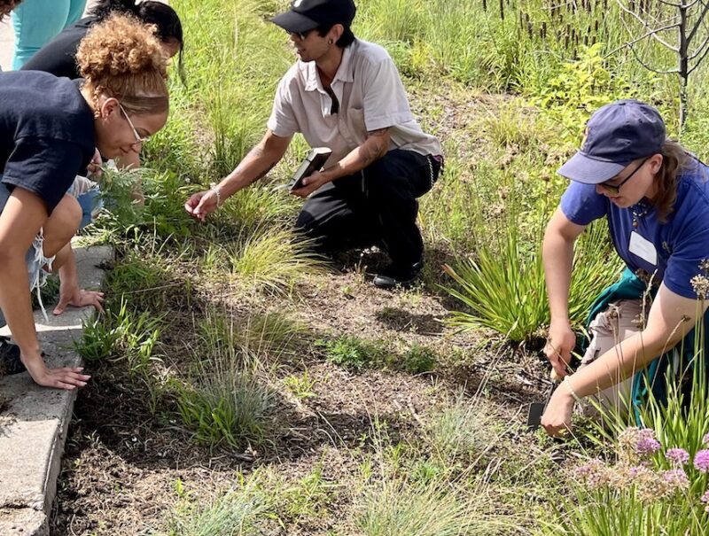 Several people weeding in a garden