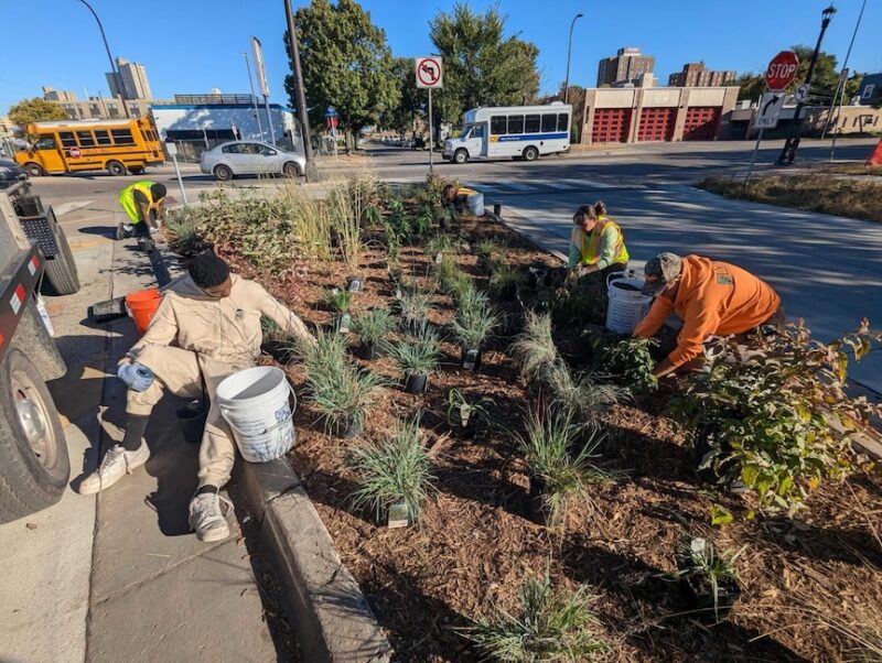 People planting plants in a city median