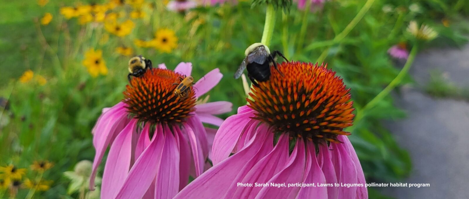 two bees and another insect on two coneflowers