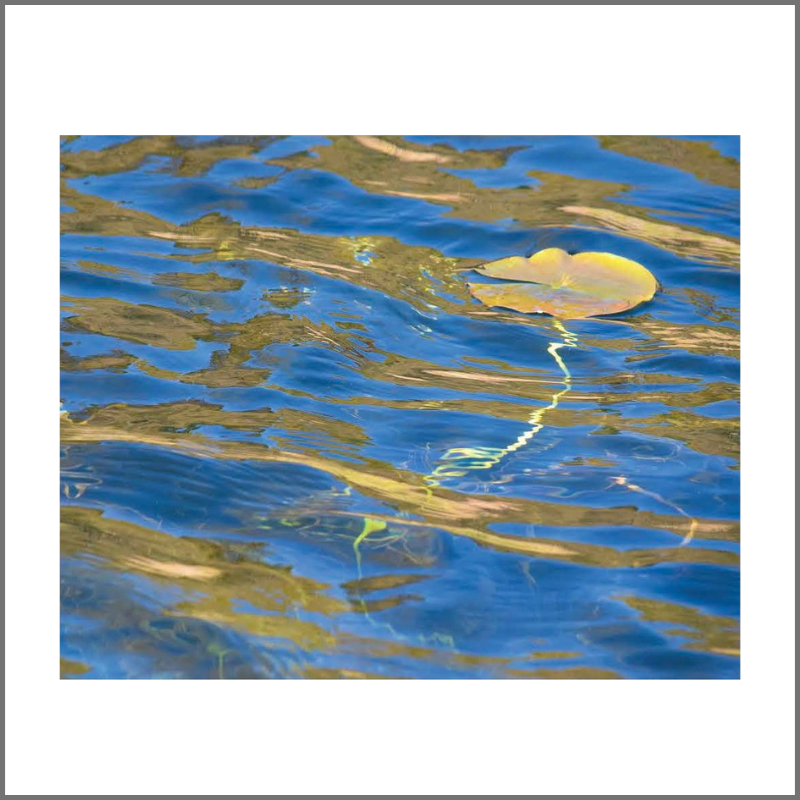 "Gently Floating" Photo. Value: $175