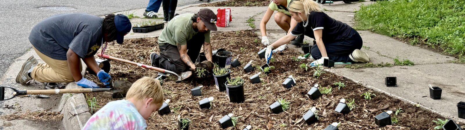 People planting a garden in a boulevard as part of a community planting day