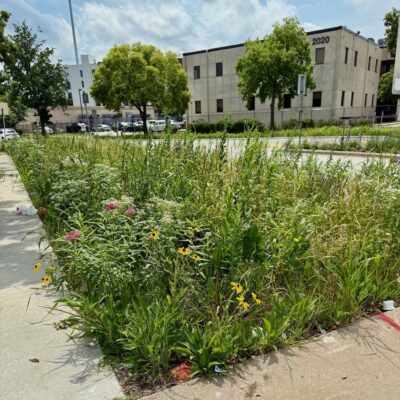 Blooming plants in rain garden in city boulevard
