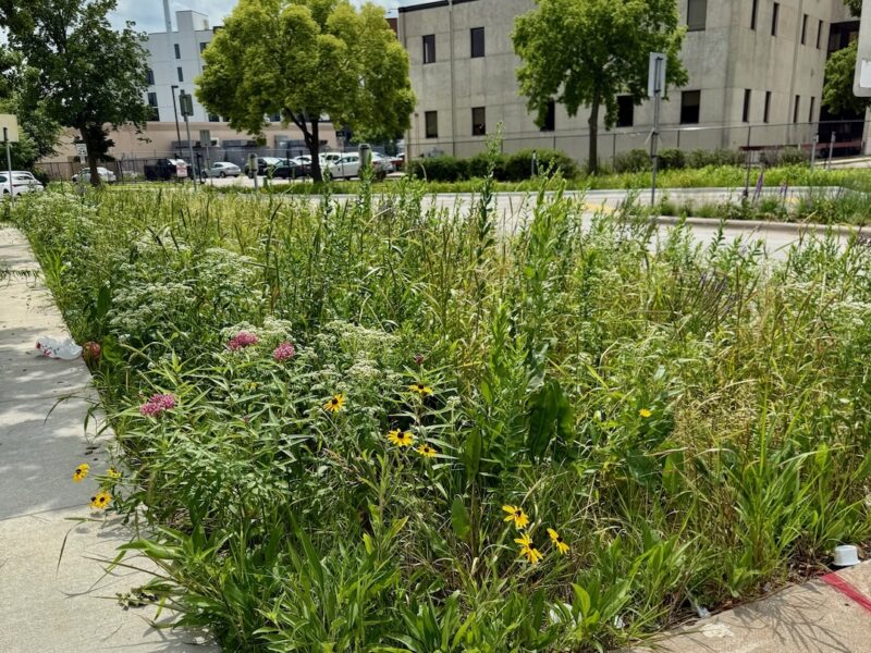 Blooming plants in rain garden in city boulevard