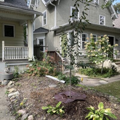 Newly planted tree in a front yard