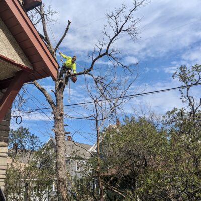 Arborist high up in tree with a chain saw