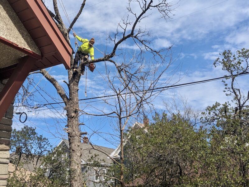 Arborist high up in tree with a chain saw