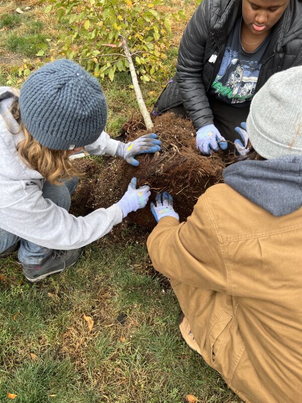 three people planting a tree