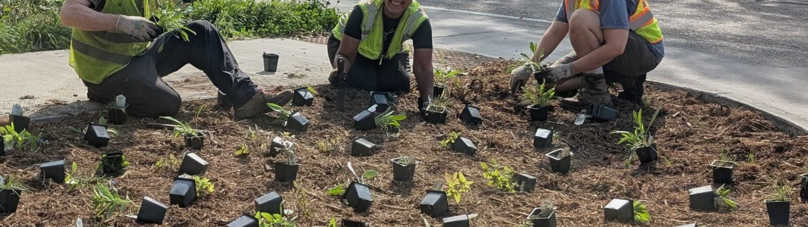 three people planting plugs in a boulevard