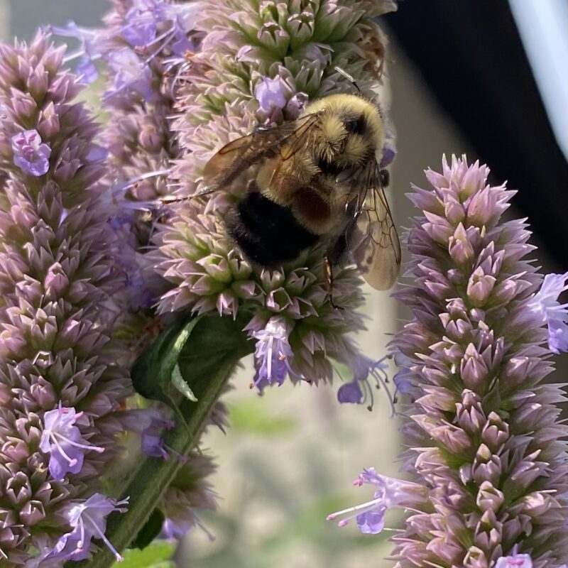 Repair of Social, Economic, and Environmental Harm