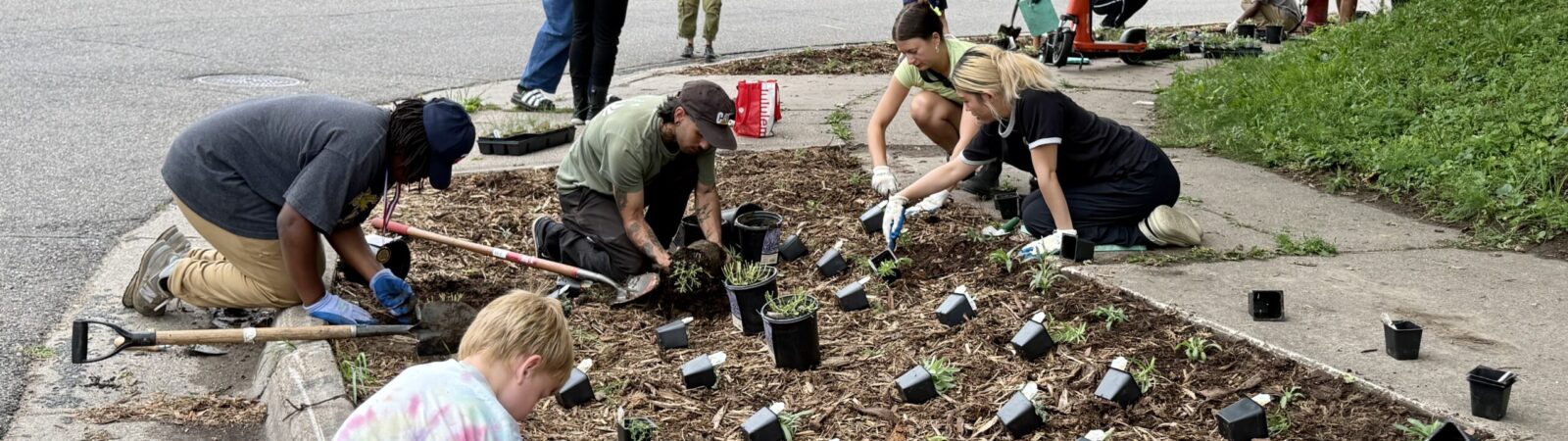 a community of people planting a boulevard planting together, people planting native plant plugs on a boulevard covered in mulch