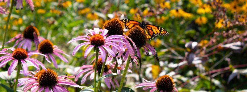 monarch in native pollinator garden with pink and yellow flowers
