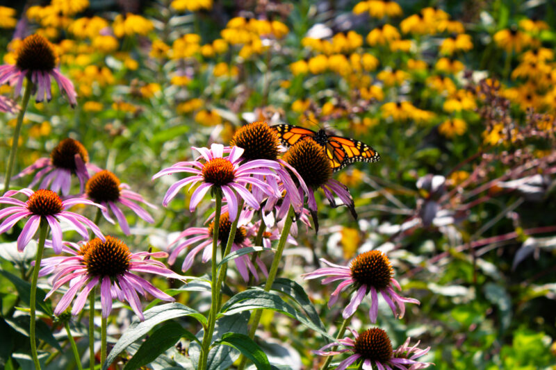 monarch in native pollinator garden with pink and yellow flowers